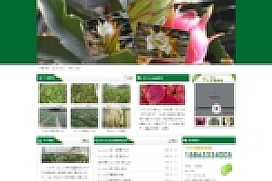 翠绿色火龙果苗批發火龙果种植产业基地网站源码下载织梦cmsdedecms模板源码下载
